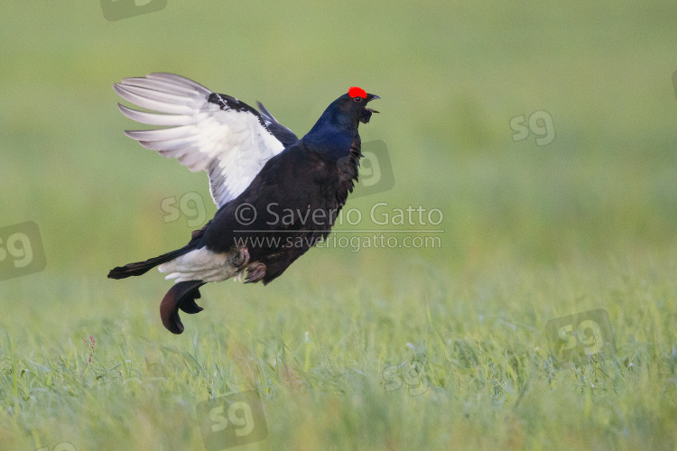 Black Grouse